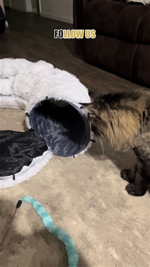 Maine Coon Cat Investigating a Scary Noise