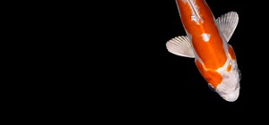 Kikusui Koi Fish For Sale | Next Day Koi