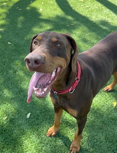 42 reactions | Doberman Rescue League, Inc. on Reels | Facebook