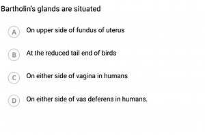 Bartholin's glands are situatedA On upper side of fundus of u... | Filo