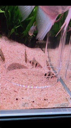 The Best Item for Aquarium Water Quality Management Feeding Cup #aquarium #planetaquarium