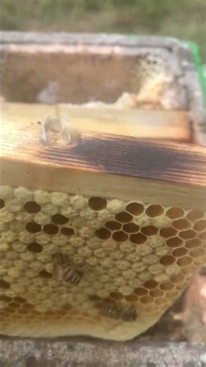 Mini poly nuc frame 🐝🐝