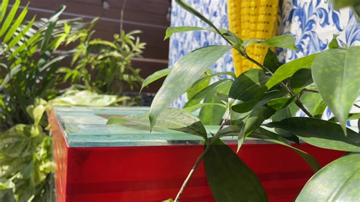 2K views · 58 reactions | PCNHS Camp Installation | BSP GSP Camporee | Pitiki ko Sir | Facebook