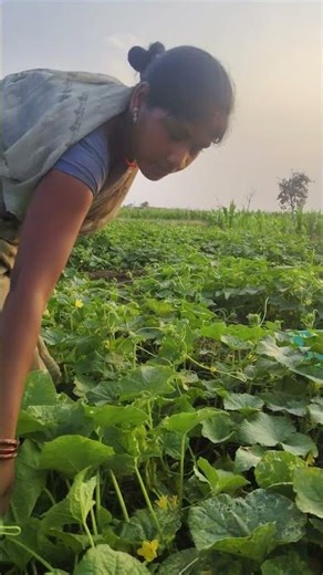 खीरा के तोड़ाई करते हुए #123kishan #viral #villagelife #vegitables #agriculture #village #khetibadi