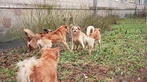 Fight Stray Dogs On Street Stock Footage Video (100% Royalty-free) 1099296219 | Shutterstock