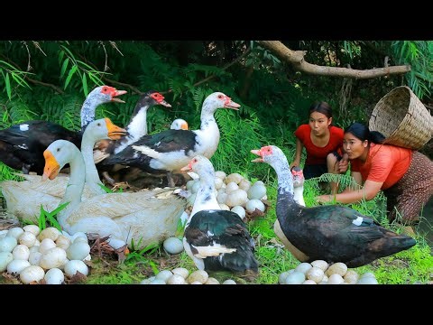 Women Catch Duck egg and Goose at river - Fried Duck egg and Goose for dog Eating delicious HD