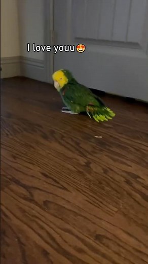Parrots Imitating Humans!😂🦜 Part 2