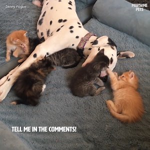 348K views · 4.4K reactions | Parenting is hard work, even for pets... | Pawsome Pets | Facebook