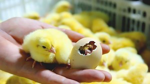 小鸡是怎么孵化出来的？看完全过程，简直太可爱了！_高清1080P在线观看平台_腾讯视频