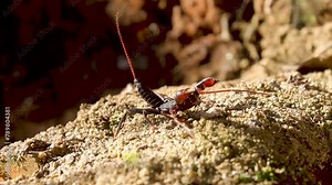 a scorpion or Scorpiones, on standby with claws and tails containing poison.