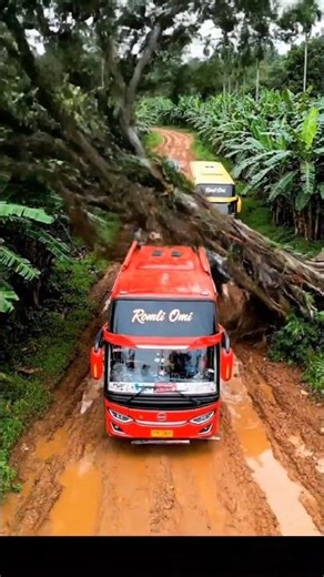 Pohon Tumbang menimpa bus part 2
