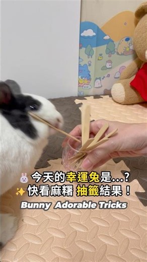 Mochi the Bunny Shows Her Skills🐰 Lucky Draw Surprise✨ #MochiTheBunny