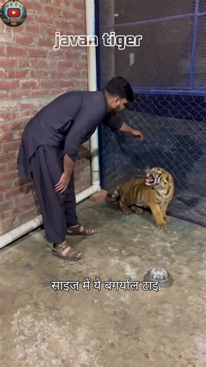 Extinct Tiger of Java Island | Duniya ka Sabse Rahasyamayi Tiger#facts #ytshorts #wilddiscoveryhindi