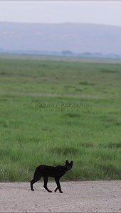 5K views · 333 reactions | Black Magic! The super rare and...