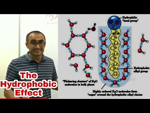 The Hydrophobic Effect | Reason of Protein Folding | Dr. Nagendra Singh | PENS#10
