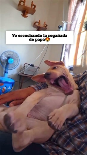 Cuando papá cree que le estoy ponienddo atención🤩#perritos #mascotasfelices