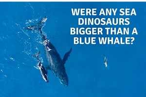 Was Any Sea Dinosaur Larger Than A Blue Whale? - Dinosaur Facts For Kids