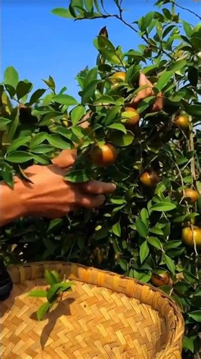 99% Don’t Know | How Shancha Seeds Turn Into Pure Edible Oil 🌿🥥 #shorts #farming #trending