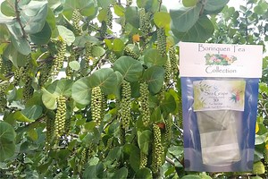 Sea Grape Leaves (coccoloba Uvifera) Tea Servings & Fine Grit Herb Sale - Etsy