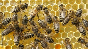 Process of converting nectar into honey. Bees fill honeycomb with nectar, which is then converted into honey.