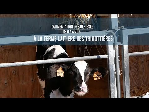 Feeding heifers from 0 to 6 months