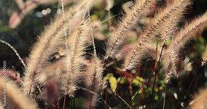 Foxtail grass in growth outdoor
