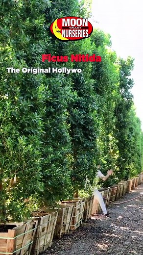 Moon Valley Nurseries on TikTok