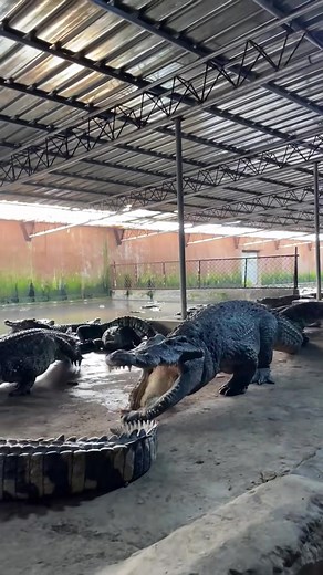 Roar of the Crocodile: Sounds and Noises