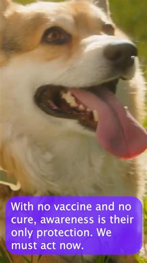 A deadly parasite is spreading across America, killing dogs without warning. With no vaccine and no cure, awareness is their only protection. | The Animal Rescue Site by GreaterGood