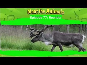 Meet the Animals 77: Reindeer