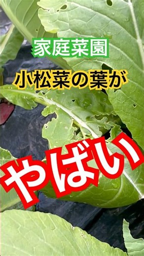 The leaves of [Komatsuna] have turned disgusting #HomeGardening #Komatsuna #InsectControl