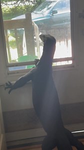 237K views · 10K reactions | Epic vs postman | The Legend Lizards | Facebook