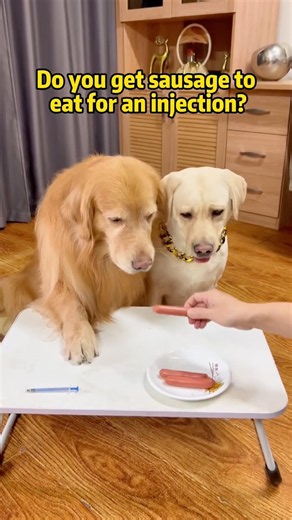 😂🐶 These dogs need Jesus! 🤣🐾 Watch till the end! 💀❤️#FunnyDogs #dogcomedy #ViralDogs #trending