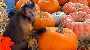 102K views · 6K reactions | Capuchin MonkeyBoo goes to the pumpkin patch to pick out some pumpkins for Halloween and meets some friends that watch his videos! | MonkeyBoo | Facebook