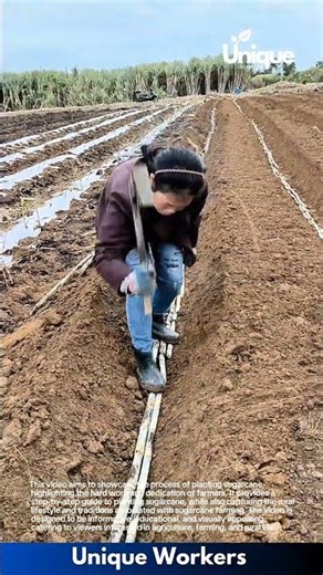 Sugarcane Planting Process: Farmer Lays Cane Stalks in Prepared Soil Rows