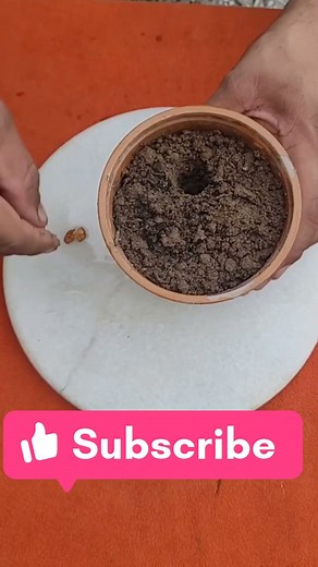 How to Grow a Plum from seed#trending #viralvideo #viralshorts #propagation