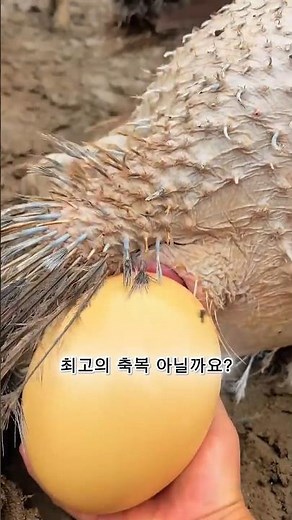 10초 만에 알을 낳는 동물