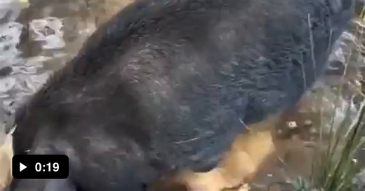 Best puddle ever! - Video