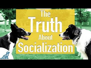 The Unpopular Truth About Socializing Your Dog..
