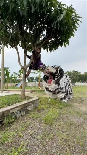 Can macanan kejar badut beti