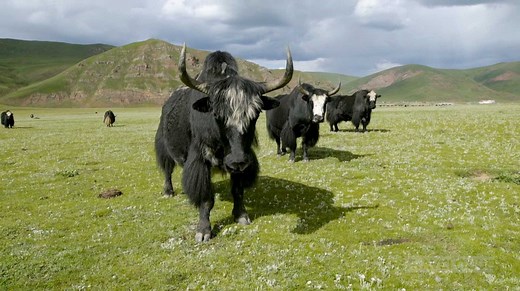 12K views · 456 reactions | Yaks are the bigger, stronger, hairier cousins of the cow and typically live on alpine plateaus. They're pretty docile, but we wouldn't suggest getting on their wrong side! Travelogue | China Plus Culture | Facebook