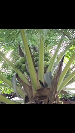 1.5K views · 20 reactions | Ready to drink diamond cutting #green_coconut and #raw_coconut_water available. For home delivery, Call: 01756708807 What’sapp: 01985-995667 Website: www.cocogreen.com.bd | CoCo Green | Facebook