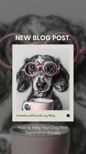 How to Help Your Dog With Separation Anxiety Read our latest blog post here: https://www.homeboundhounds.org/post/how-to-help-your-dog-with-separation-anxiety