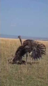A mother ostrich defends her chicks from a martial eagle