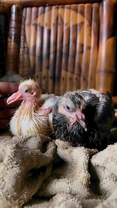 Busog na busog nanaman sila 🥰 #pigeon #kalapati #handfeedingbirds #birdkeeping #birdlover | Deric Fernandez