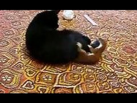 Stoat vs Cat (stoat attacks cat)
