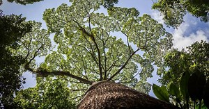 How Plants Adapt to the Rainforest | PBS