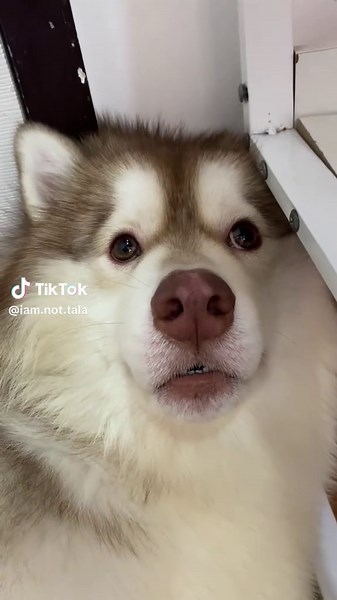 Siberian Husky Puppy Compilation: Adorable Moments