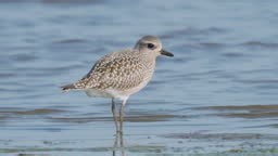 Grey Plover bird in winter plumage walks along the shore along the...