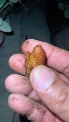 Watch Larvae Grub with digging In coconut stump it has involving tail #insects #animals #grub #short